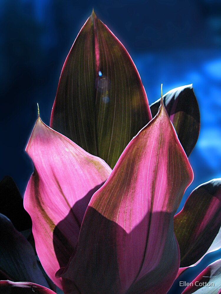 Tropical Foliage by ellcot