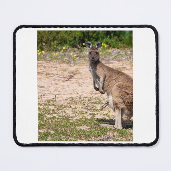 Item preview, Kangaroo with joeys feet poking out designed and sold by Dan Parish Photography.