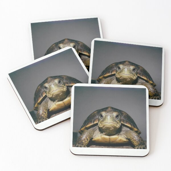 Item preview, Gentle Tortoise designed and sold by ZOMILA.