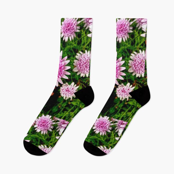 Item preview, Pink Magueriite Daisy in Full Bloom - Real Photograph designed and sold by T4U Exclusive Designs.