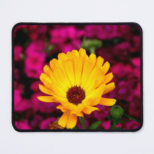 Item preview, Single Bright Marigold Against a Purple Background - Real Photograph designed and sold by T4U Exclusive Designs.