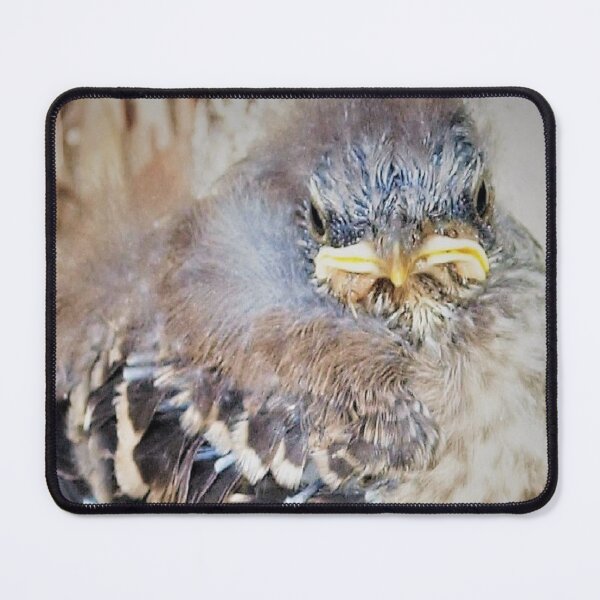 Item preview, Baby mockingbird closeup designed and sold by B. Randi Bailey.