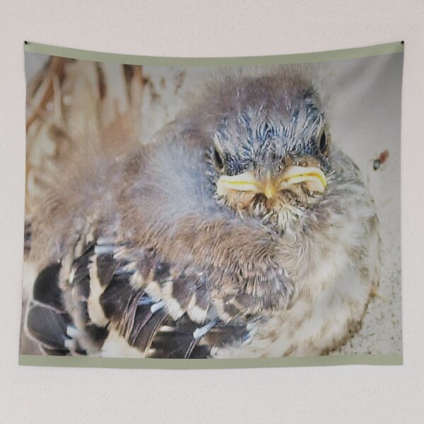 Item preview, Baby mockingbird closeup designed and sold by B. Randi Bailey.