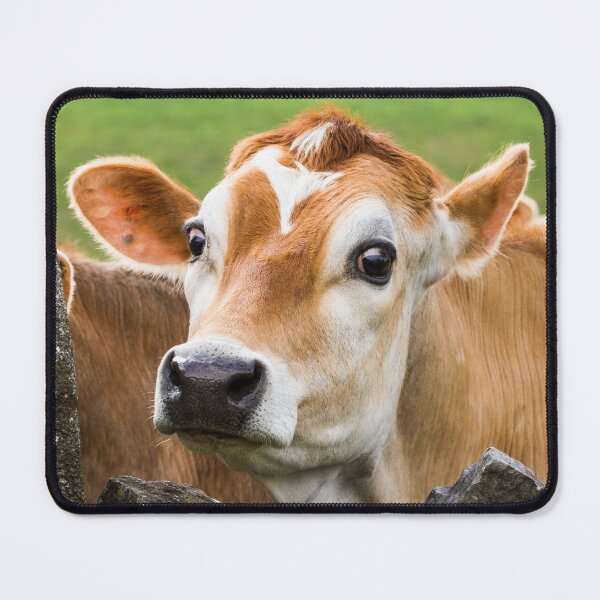 Item preview, Jersey Cow designed and sold by Jane Stanley Photography.
