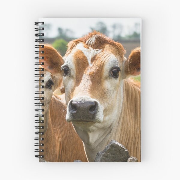Item preview, Inquisitive Cows designed and sold by Jane Stanley Photography.