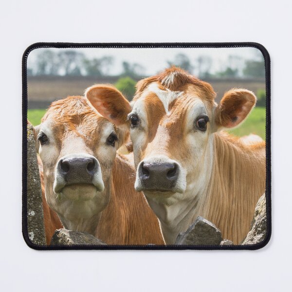 Item preview, Inquisitive Cows designed and sold by Jane Stanley Photography.