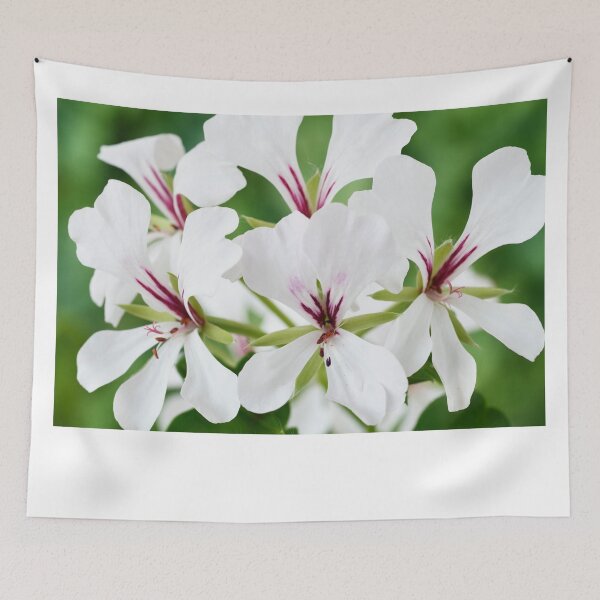 Item preview,  Ivy-leaved Pelargonium designed and sold by Chris Burrows.