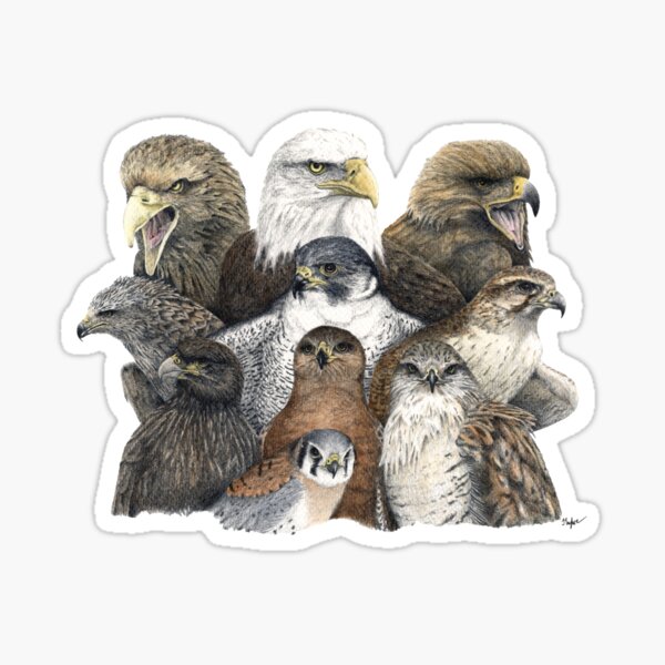 List of Birds - Birds Of Prey - Sticker