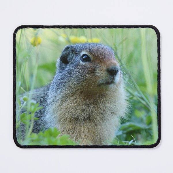 Item preview, Ground Squirrel Amongst the Flowers designed and sold by alexgrabacamera.
