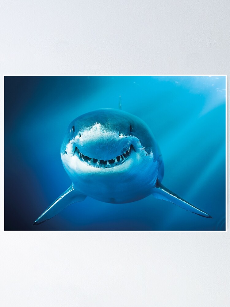 smiling shark' Poster