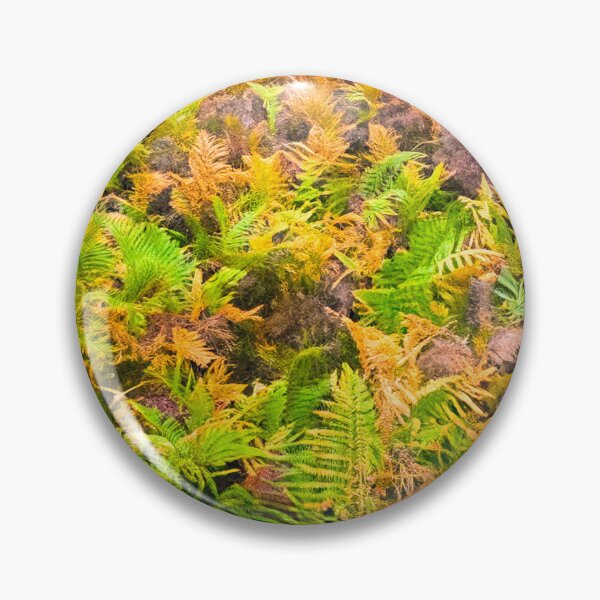 Item preview, Colourful Ferns in Kelling Heath Norfolk  designed and sold by Jim Key.