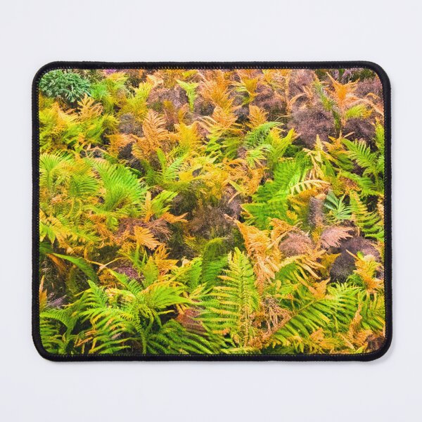 Item preview, Colourful Ferns in Kelling Heath Norfolk  designed and sold by Jim Key.
