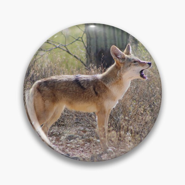Item preview, Stunning Coyote Howling  designed and sold by simonjayphotos.