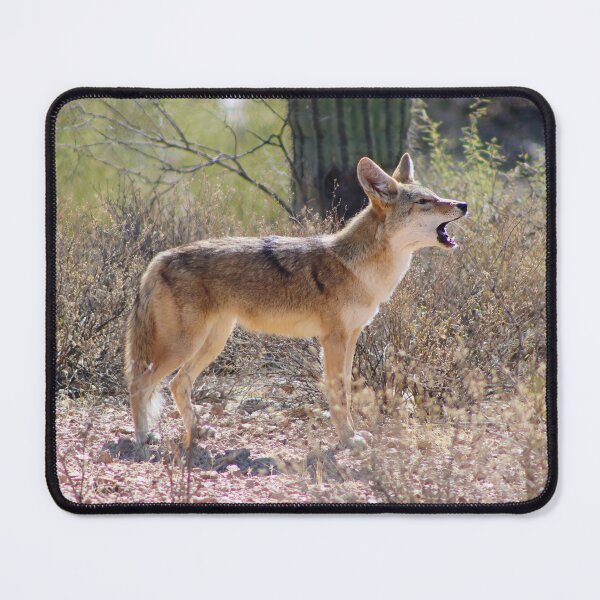 Item preview, Stunning Coyote Howling designed and sold by simonjayphotos.