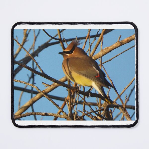 Item preview, A Cedar Waxwing among the Branches. designed and sold by Wonders Of Paradise.