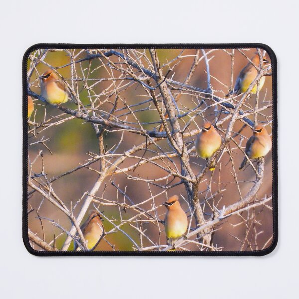 Item preview, A Small Flock of Cedar Waxwings designed and sold by Wonders Of Paradise.