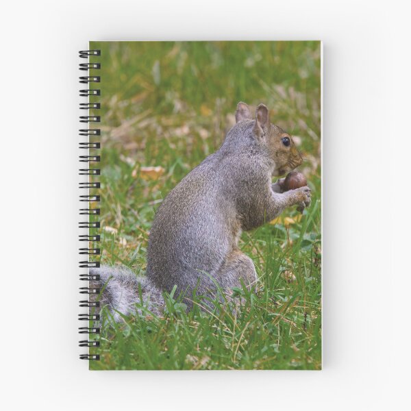 Item preview, Squirrel Holding a Nut designed and sold by Tim Dusenberry.