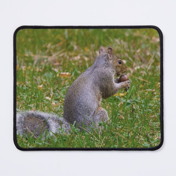 Item preview, Squirrel Holding a Nut designed and sold by Tim Dusenberry.