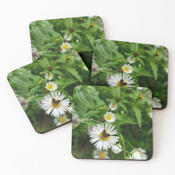 Item preview, Anthophila fabriciana on daisy designed and sold by Rafmn5.