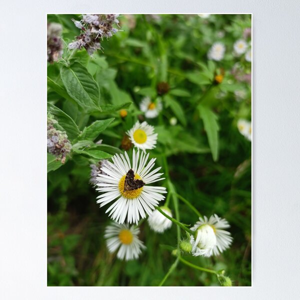 Item preview, Anthophila fabriciana on daisy designed and sold by Rafmn5.