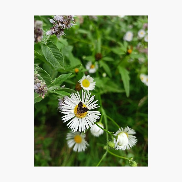 Item preview, Anthophila fabriciana on daisy designed and sold by Rafmn5.