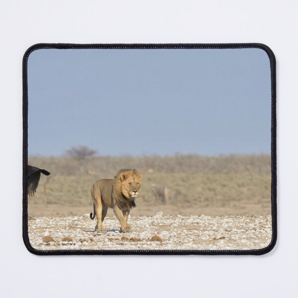 Item preview, The Wanderer : a Lone Lion Under the Open Sky Description designed and sold by DavideAntoniani.