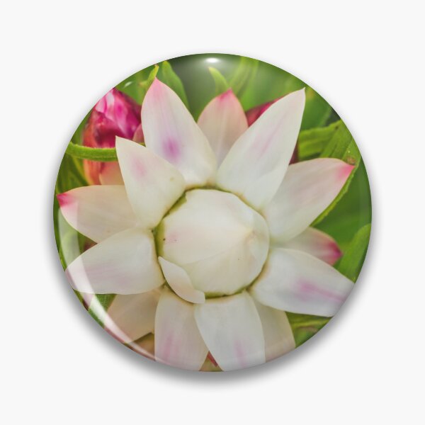 Item preview, everlasting daisy rays designed and sold by Esther Frieda.