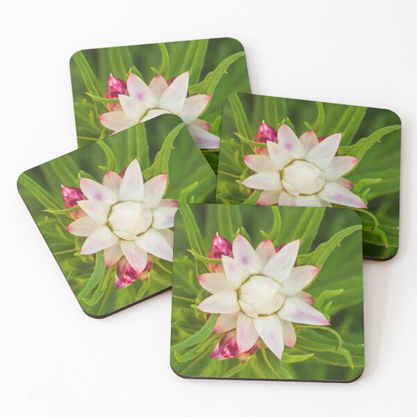 Item preview, everlasting daisy rays designed and sold by Esther Frieda.