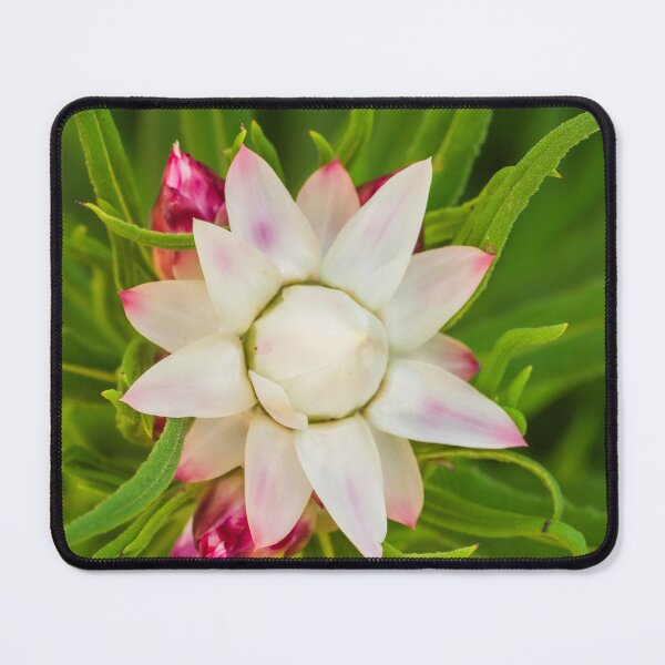 Item preview, everlasting daisy rays designed and sold by Esther Frieda.