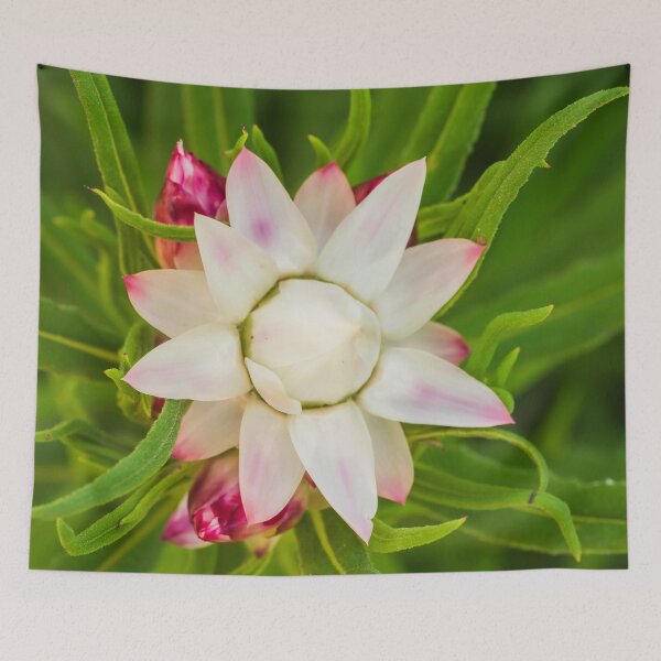 Item preview, everlasting daisy rays designed and sold by Esther Frieda.