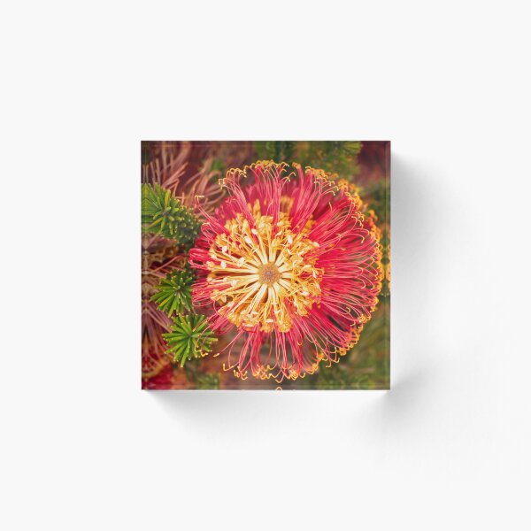 Item preview, red banksia spokes designed and sold by Esther Frieda.