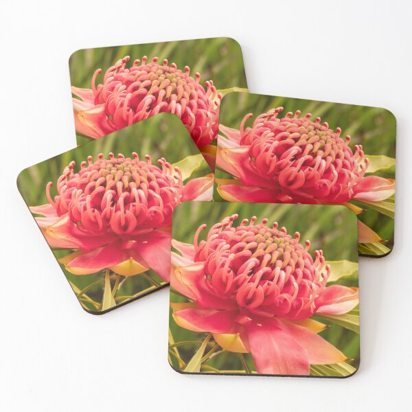 Item preview, red waratah open designed and sold by Esther Frieda.