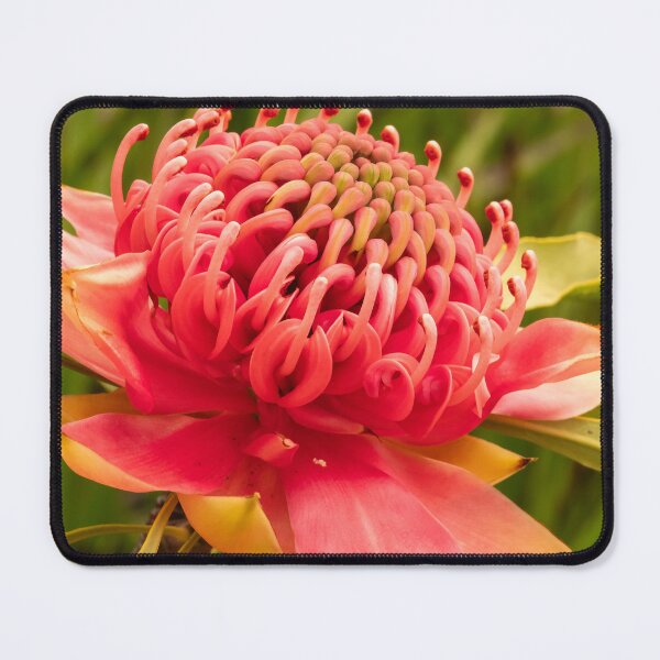 Item preview, red waratah open designed and sold by Esther Frieda.