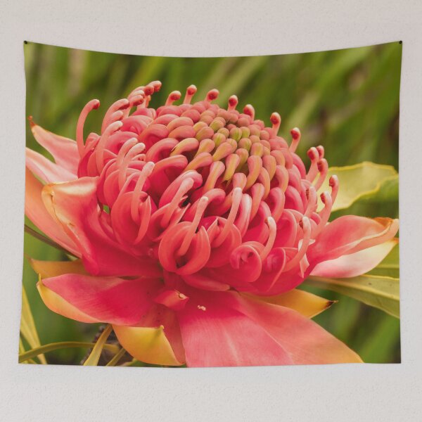 Item preview, red waratah open designed and sold by Esther Frieda.