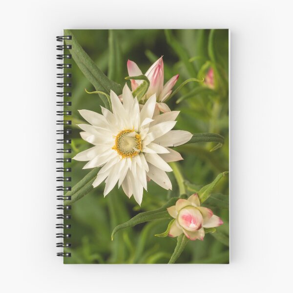 Item preview, white daisy rays designed and sold by Esther Frieda.
