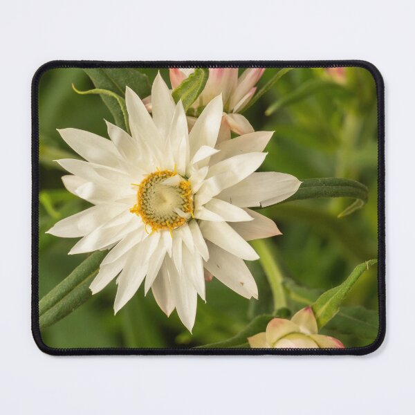 Item preview, white daisy rays designed and sold by Esther Frieda.