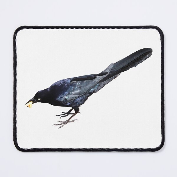 Item preview, Great-tailed grackle with popcorn (no background) designed and sold by WolfRaven Creations.