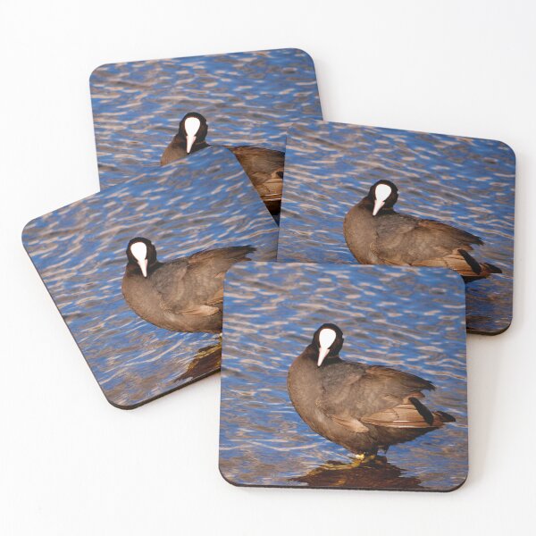 Item preview, Eurasian Coot Standing in Shimmering Blue Waters designed and sold by  Max's Animal Artistry.