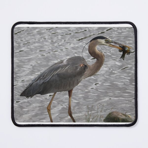 Item preview, Great blue heron feeding on a fish designed and sold by WolfRaven Creations.