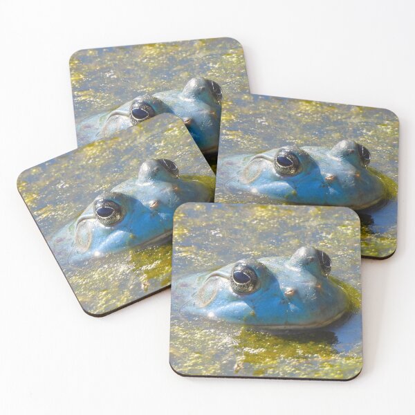 Item preview, A Rare Blue Bullfrog in the Pond designed and sold by Wonders Of Paradise.
