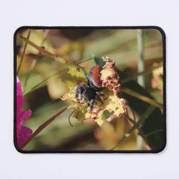Item preview, Red-backed jumping spider on a leaf designed and sold by WolfRaven Creations.