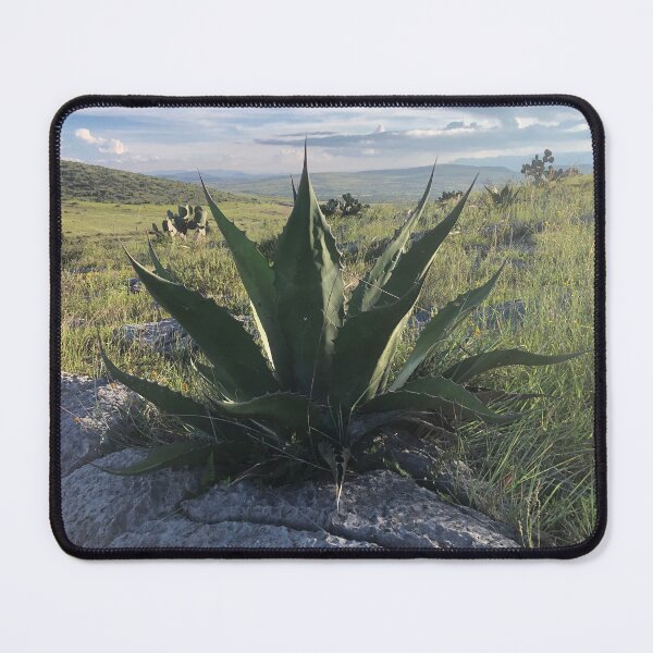 Item preview, Agave on rock designed and sold by RDLT.