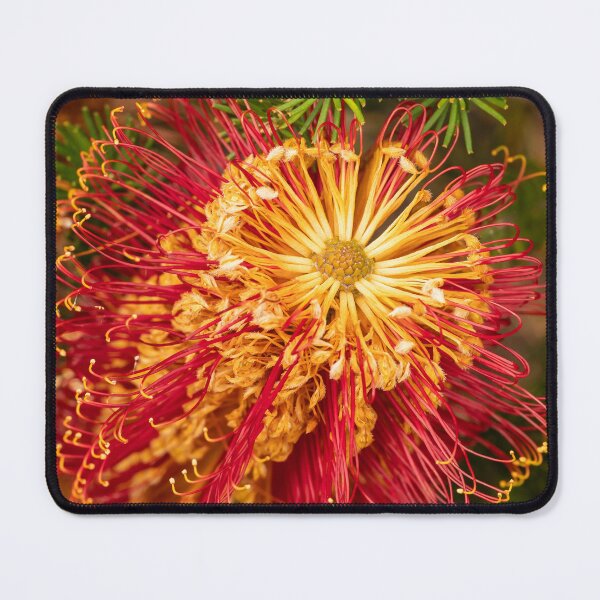 Item preview, red banksia circle designed and sold by Esther Frieda.