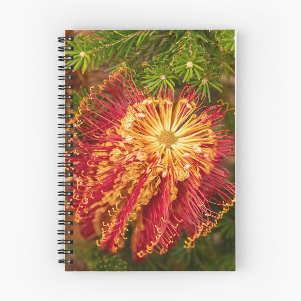 Aperçu de l'œuvre cercle de banksia rouge créée et vendue par Esther Frieda.