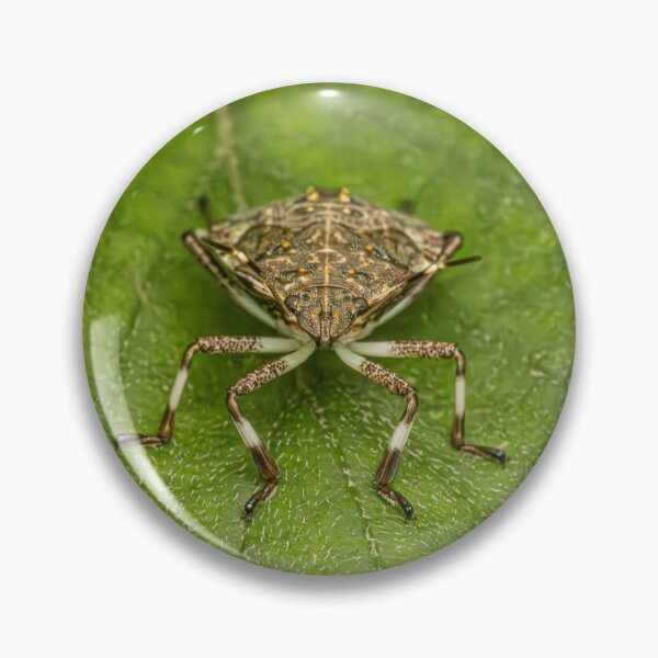 Item preview, Brown Marmorated Stinkbug   designed and sold by Fultz-Brothers.