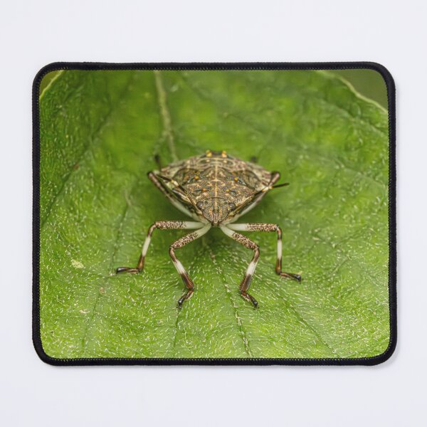 Item preview, Brown Marmorated Stinkbug   designed and sold by Fultz-Brothers.