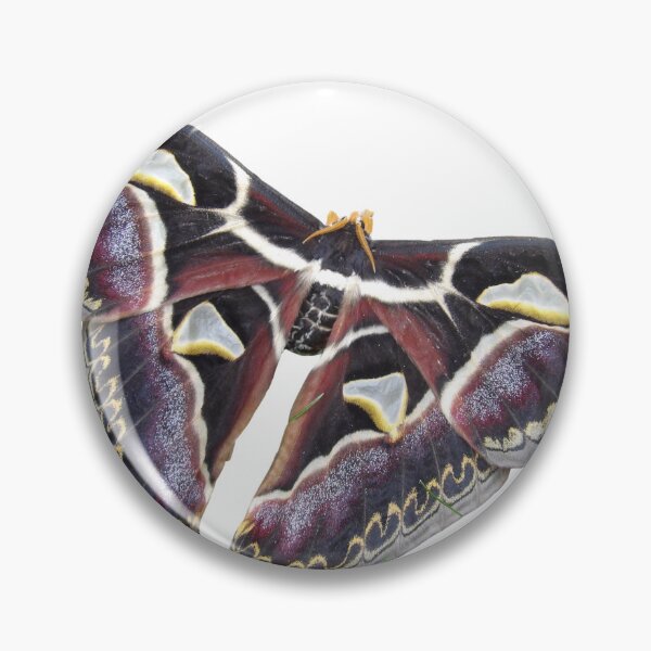 Item preview, Archaeoattacus malayanus designed and sold by Entomologist.