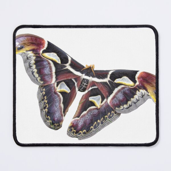 Item preview, Archaeoattacus malayanus designed and sold by Entomologist.