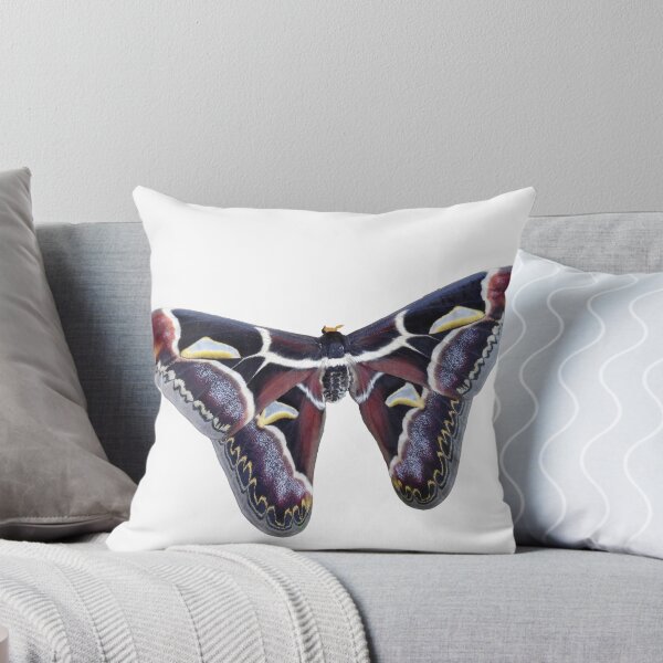 Item preview, Archaeoattacus malayanus designed and sold by Entomologist.