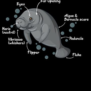 Vorschaubild zum Design Anatomy of a Manatee Kids & Toddlers Wildlife Biology | Love Sea Cow Manatee Chubby Mermaid of Florida von Yogi Republic Creatives